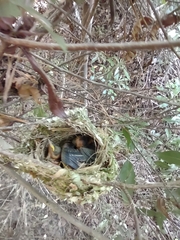 Vireo griseus