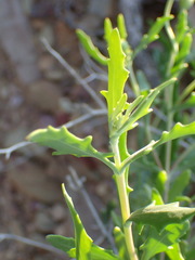 Osteospermum sinuatum