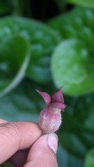 Asarum