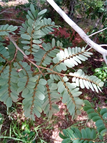 Dalbergia trichocarpa