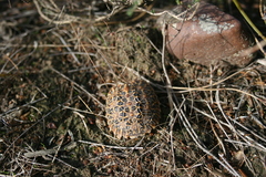 Psammobates geometricus