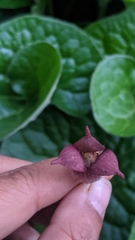 Asarum