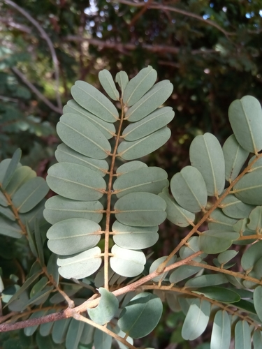 Dalbergia trichocarpa