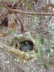 Vireo griseus