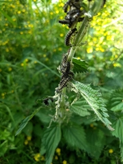 Aglais urticae