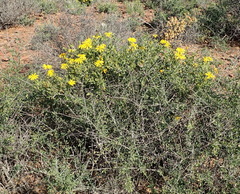 Osteospermum sinuatum