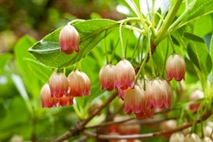 Enkianthus