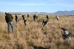 Psammobates geometricus