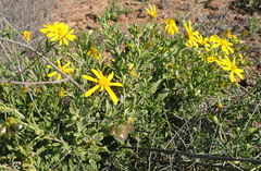 Osteospermum sinuatum