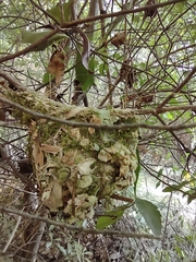 Vireo griseus