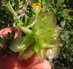 Osteospermum sinuatum
