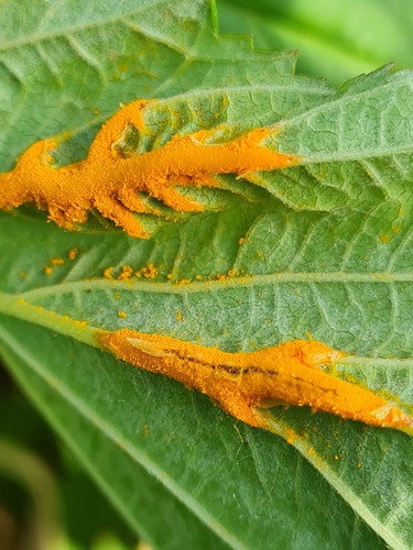Triphragmium ulmariae (DC.) Link