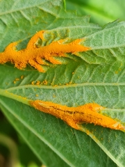 Triphragmium ulmariae