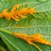 Meadowsweet Rust - Photo (c) Denis Ivanov, some rights reserved (CC BY-NC), uploaded by Denis Ivanov