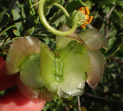 Osteospermum sinuatum