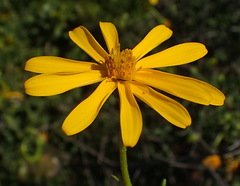 Osteospermum sinuatum