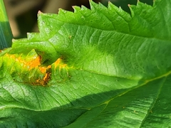 Triphragmium ulmariae