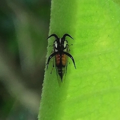 Cyphonia trifida