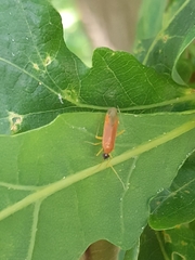 Phylus melanocephalus