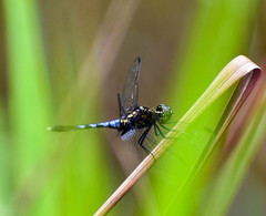 Erythrodiplax basalis