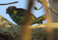 Poicephalus meyeri