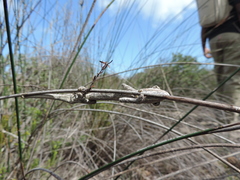 Bradypodion occidentale