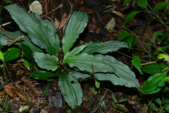 Calanthe triplicata