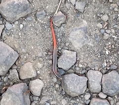 Riopa punctata