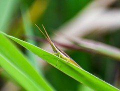 Xenismacris cyanoptera