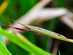 Xenismacris cyanoptera