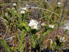 Euchaetis schlechteri