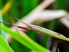 Xenismacris cyanoptera