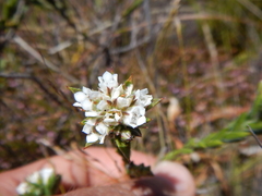 Euchaetis schlechteri