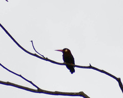 Galbalcyrhynchus leucotis