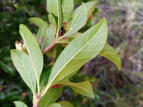 Dilleniaceae image