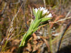 Euchaetis schlechteri
