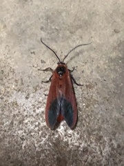 Phauda flammans