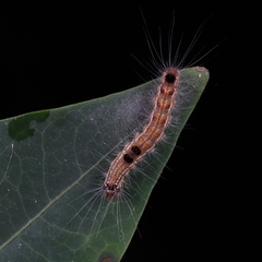Lepidoptera