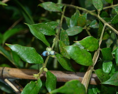 Lasianthus curtisii
