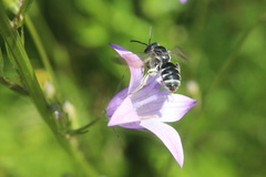 Lasioglossum costulatum