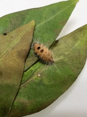 Lepidoptera