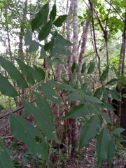 Sclerocarya