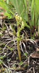 Botrychium matricariifolium