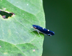Pachitea subflava