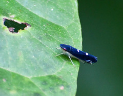 Pachitea subflava