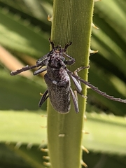 Aneflus obscurus
