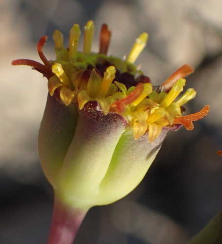 Image of Broken Babooncabbage (Othonna retrofracta) by (c) Nicola van Berkel, some rights reserved (CC BY-SA)