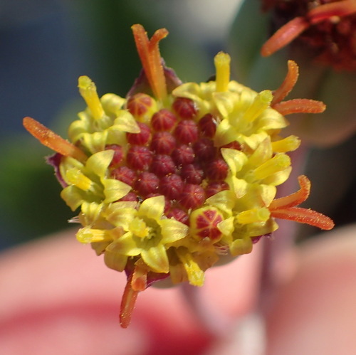 Image of Broken Babooncabbage (Othonna retrofracta) by (c) Nicola van Berkel, some rights reserved (CC BY-SA)