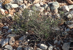 Phymaspermum appressum