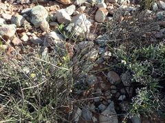 Phymaspermum appressum